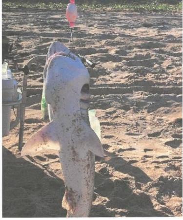PremierAirCovers - Steel 100# Test Surf Fishing Tackle Rig for Saltwater - Buy Online on GoSupps.com