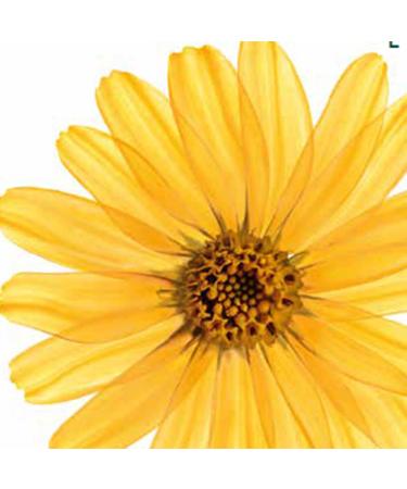 Kneipp Huile de Bain Arnica 100 ml - Relieve Muscle Tension & Enhance Relaxation | International Shipping Available - Buy Online on GoSupps.com