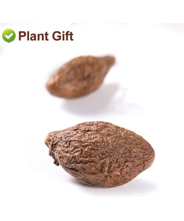 PlantGift Malva Nut 125G/4.4oz Dried Sterculia Lychnophora Dried Pangdahai Chinese Health Tea - Buy Online on GoSupps.com