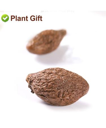 Malva Nut 125G - Fat Dried Sterculia Lychnophora | Premium Pangdahai Chinese Health Tea | International Shipping - Buy Online on GoSupps.com