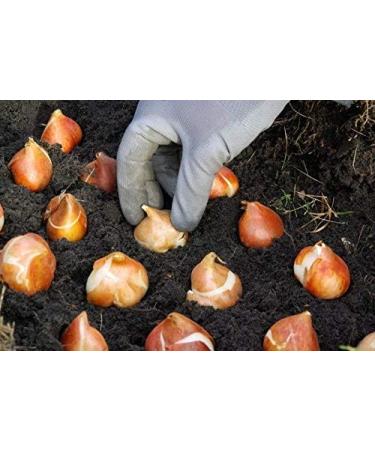 PLAT Firm SEMI DI GERMINAZIONE: 12 Tulip Blumenzwiebeln-Blau Sch nheit Triumph Tulip (Packung mit Birnen 12) Zonen: 8/3 - Buy Online on GoSupps.com