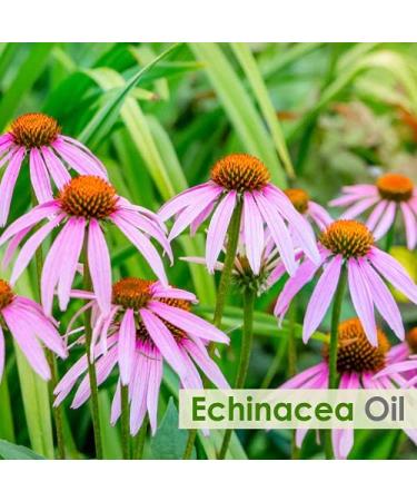 Pure Echinacea Oil 30ml | Natural Hair Care & Skin Care | Hydrate & Nourish - Buy Online on GoSupps.com