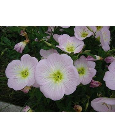 2g100 semi di pink evening primrose