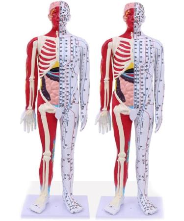 Male Acupuncture and Moxibustion Manikin 85cm with Pressure Points and Twelve Meridians Used for Teaching Point Model of School Supplies - Buy Online on GoSupps.com