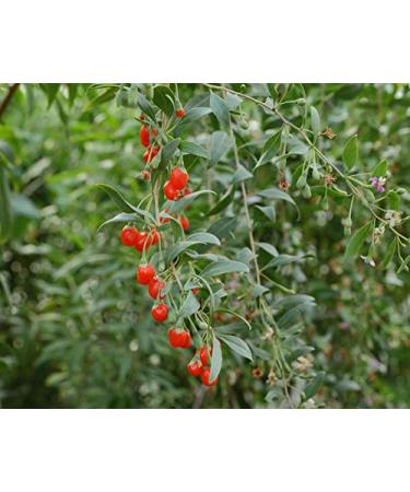 Organic Goji Berries 6 Pounds - Large, Juicy, Non-GMO | Raw Vegan Sirtfood Bulk Goji Berries - 6 Pound Pack - Buy Online on GoSupps.com