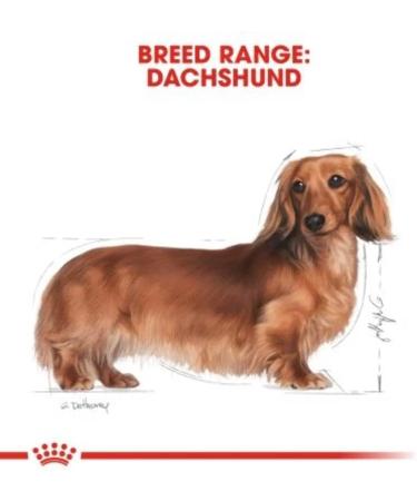 Royal Canin Dachshund Adult Mousse | 12 x 85 g | Complete Food for Dogs | for Adult Dachshunds | May Help Protect Bones and Joints - Buy Online on GoSupps.com