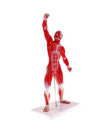 Educational Model 50Cm Human Torso Superficial Muscle Model Vision Human Muscle Anatomy Model for Learning Resources Medical Models