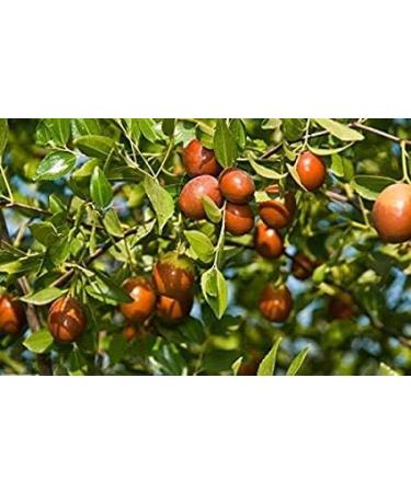 Natural Code - Dried Red Jujube 454g/1lb - Dried Chinese Red Dates - Fructus Jujubae - Da Zao - Hong Zao - - - Non GMO - Vegan - No Preservatives or Additives - 100% Natural - Buy Online on GoSupps.com