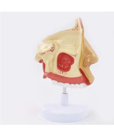 Anatomical Model Throat Nose Model of The Mouth of Nasal Cavity Medical Anatomical - Buy Online on GoSupps.com