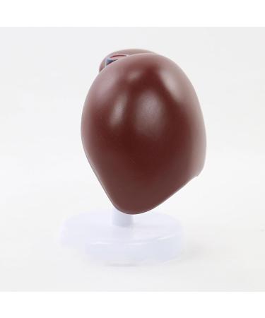 Human Liver Simulation Model 3D Human Liver Digestive Pathology Liver Medical Anatomy PVC Plastic Natural Size Medical Training Aids Medical Education - Buy Online on GoSupps.com
