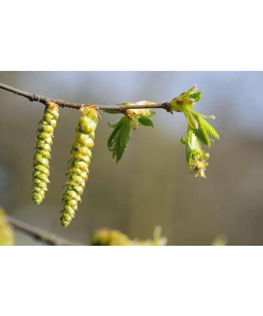 Hornbeam n 17 Fleur de Bach farmaflor 1 Flacon Comtpe Gouttes 10ml - Made in Italy - Buy Online on GoSupps.com