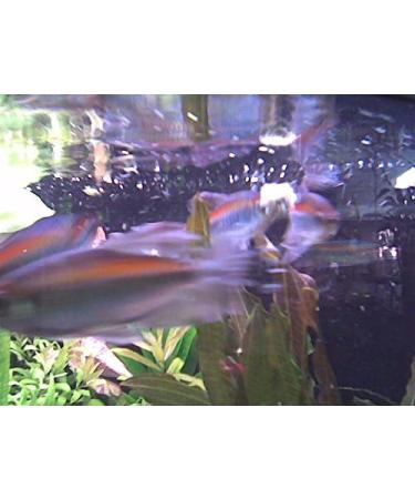 Sera Tubifex Cubes 250 ml - Premium Fish Food for Aquariums | 1 Pack Tubifex for Healthy Fish - Buy Online on GoSupps.com