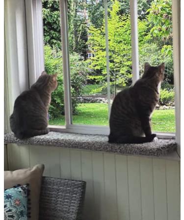 PURRCHED Cat Perch, Carpeted Cat Window Perch, Cat Bed, Cat Seat, Made in The USA, Sturdy, Safe and Easy to Install. 29 inch - Buy Online on GoSupps.com