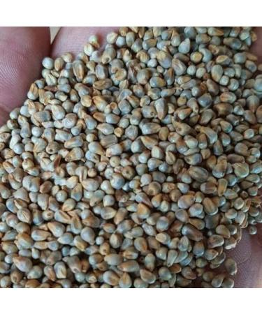 Pearl Millet Bajra 2 lb Pennisetum glaucum bulrush cattail spiked millet dukhn mil chandelles petit mil mhunga mahango