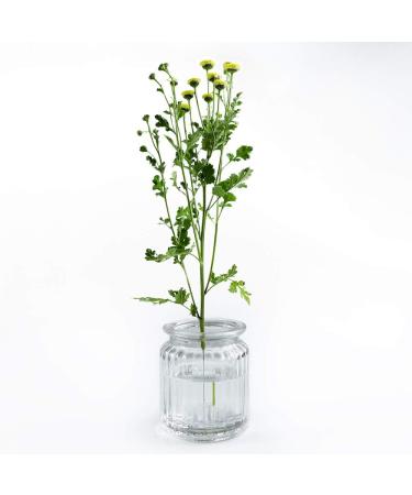 Wazakura Clear Ikebana Kenzan Japanese Flower Holder  Made in Japan  Plastic Floral Arranging Pin Frog  Round - 3(78mm) Clear - Buy Online on GoSupps.com