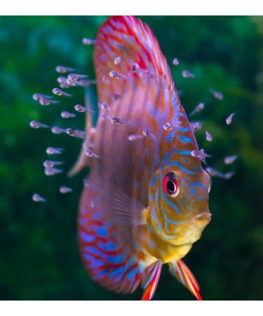 Aquatic Foods Inc. Spirulina Algae Vegetable Powder for Tropical Fish Fry and Babies Corals Anemones 3oz Squeeze Bottle 3 Ounce (Pack of 1) - Buy Online on GoSupps.com