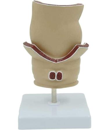 Human Rectal Hemorrhoid Lesions ical Model Colon Anal Sphincter Anorectal Teaching Specimen