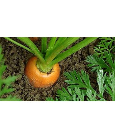 Buy Premium Carrot Powder 250g - High Quality & International Shipping - Organic Superfood - Buy Online on GoSupps.com