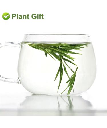 Plant Gift Bamboo Leaf tea Chinese flower tea fruit tea 100% natural ability Beautiful Anti Aging 15g - Buy Online on GoSupps.com