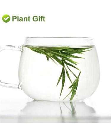 Buy Plantgift Bamboo Leaf Tea - 100% Natural Chinese Flower Tea for Healthy Hair Skin & Nails | 35g - Buy Online on GoSupps.com
