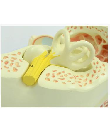 Human Ear Model 3X Enlarged 3-Piece Ear Anatomy Model Professional Ear Simulation Model Shows External Middle and Inner Ear for Medical Education - Buy Online on GoSupps.com