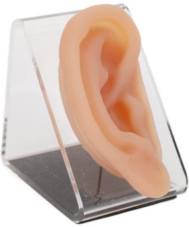 Ear Model Silicone Simulated Ear Model Ear Model with Display Stand Acupuncture Practice Tool for Piercing Display - Buy Online on GoSupps.com