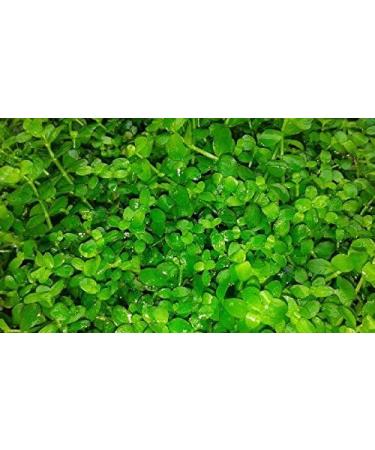 Micranthemum"Monte Carlo" - 1 Bunch - Live aquarium plant - Buy Online on GoSupps.com