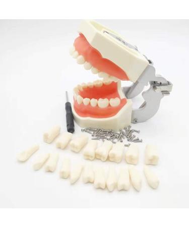Vinbcorw Dental Care Model - 24 Removable Teeth for Adult Teaching (12x9.5 cm) - Ideal for Dentists & Educators - Buy Online on GoSupps.com