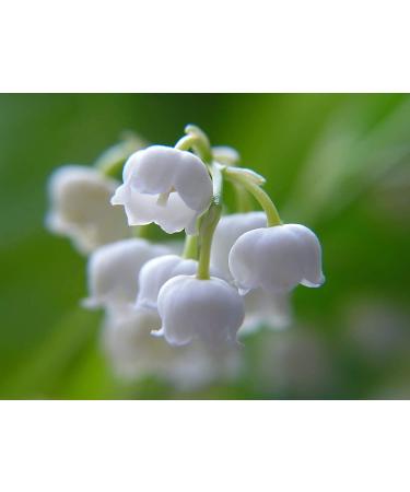Institut Karit Paris Hand & Nail Cream - Moisturising Restorative Spring Lily of the Valley 30ml - International Shipping Available - Buy Online on GoSupps.com