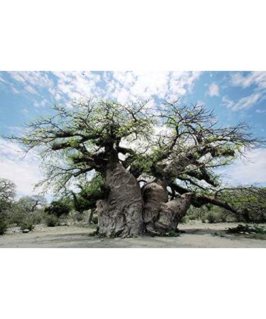 Aurum Africa Baobab Oil 50ml - No.1 Natural Cosmetics from Africa for Face Body & Hair - 4-in-1 Vegan Care Oil for Dry Skin - Buy Online on GoSupps.com