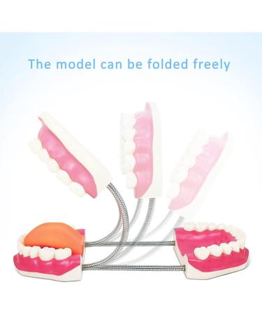 2023 Dental Teeth Care Model with Giant Toothbrush - Adult & Kids Demonstration Teeth Model - Buy Online on GoSupps.com
