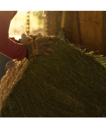 Organic Blue Mountain Hay Bedding Straw for Small Pets & Chickens - 3 lb Fresh Farm Delivery - Buy Online on GoSupps.com