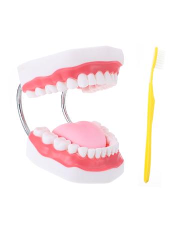 Ultechnovo 1stk tooth model 3D teeth that study the model models for adult demonstration tooth teaching model human teeth model.Dantaler Typodont PVC dental floss child dentures