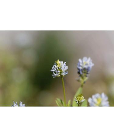 Fenugreek Powder 1 lb - Non-GMO, Kosher, Vegan, Rich in Fiber & Iron - Ideal for Spice Blends, Curries, Chutneys, and Smoothies - Buy Online on GoSupps.com