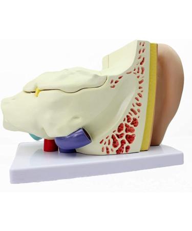 Human Ear Template Outdoor Ear Medium Ear Inner Ear Ear Structure Model Adapted for Teaching - Buy Online on GoSupps.com