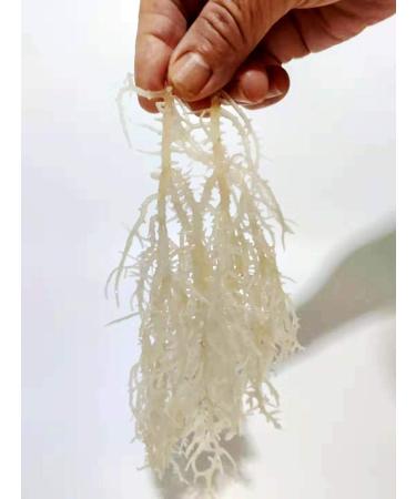 Fujian Friday Sea Moss for Cold Dish 100 Dry Seaweed 500g - Buy Online on GoSupps.com