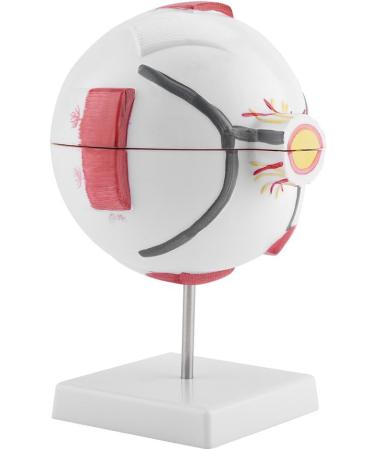 Wallfire 6x Removable Human Eye Model - Ideal for Study & Teaching | International Shipping Available - Buy Online on GoSupps.com