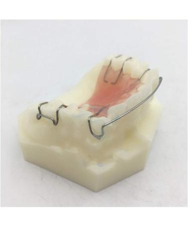 Fhuili Dental Teeth Model for Orthodontics Training - KFO Retainer Study & Teaching Simulation - Buy Online on GoSupps.com
