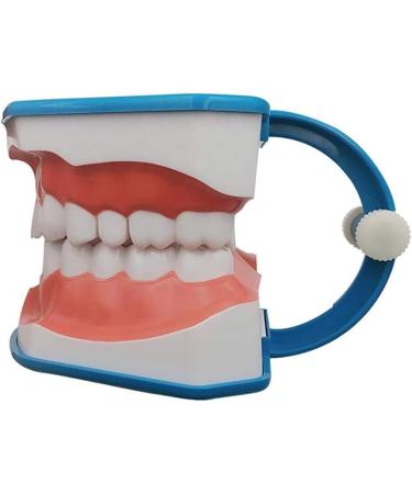 Dental Model Large Oral Brushing Template Six Times Standard Teeth Template Children's Model Dental Brushing Teaching Tooth Model Mold - Buy Online on GoSupps.com