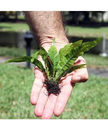 Java Fern Microsorum pteropus - Beginner Live Aquatic Plant for Freshwater Aquariums - Buy Online on GoSupps.com