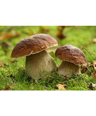 Seweryn Dried Porcini Mushrooms 100g - GMO Free Borowik Szlachetny Whole Caps String - Imported from Poland - Buy Online on GoSupps.com