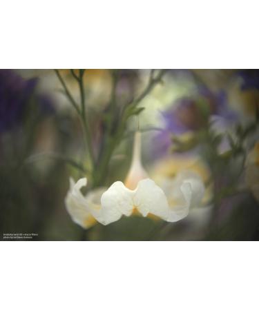 Lensbaby 46mm Macro Filter Kit - Explore Close-Up Photography - Buy Online on GoSupps.com