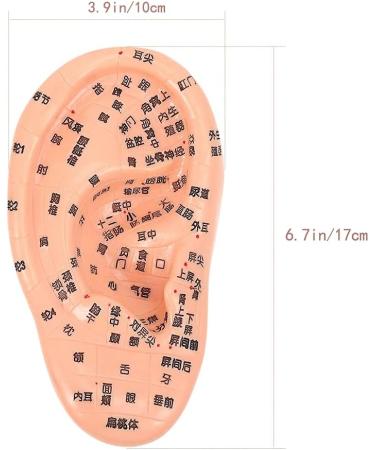 Buy LJBOZ Acupuncture Ear Model - 17cm Acupoint Massage Reflection Zones Hard PVC Education Tool for Medical Training Ships Internationally - Buy Online on GoSupps.com