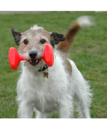 Company of Animals Training Dumbbell for Dogs - Durable Classic Toy for Hunting Swimming & Long Fetch - Perfect for Small Dogs & Puppies (Size S) - Buy Online on GoSupps.com