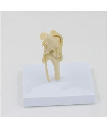 Animal Joint Model - Dog Knee Joint Model - Teaching Model of Dog Knee Joint Medicine - Used for Demonstration Assistance - Buy Online on GoSupps.com