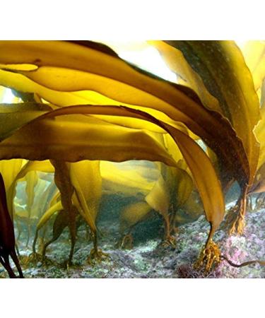 Dried Kelp from Hokkaido Japan - Authentic Kelp Stock for Japanese Cuisine (RISHIRI 3 oz) - Buy Online on GoSupps.com