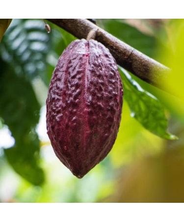 Fresh Cacao Exotic Fruit from St Lucia | Cacao Pod/Chocolate Fruit | 1kg - Buy Online on GoSupps.com