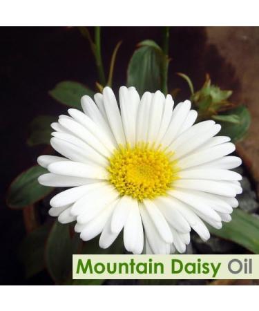 Mountain Daisy Essential Oil 100% Pure & Natural | Celmisia Spectabilis Aromatherapy | Therapeutic Grade Uncut Oil (100 ML) - International Shipping Available - Buy Online on GoSupps.com