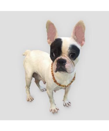 Premium Certified Baltic Raw Amber Collar for Dogs & Cats - 32cm | International Shipping - Buy Online on GoSupps.com