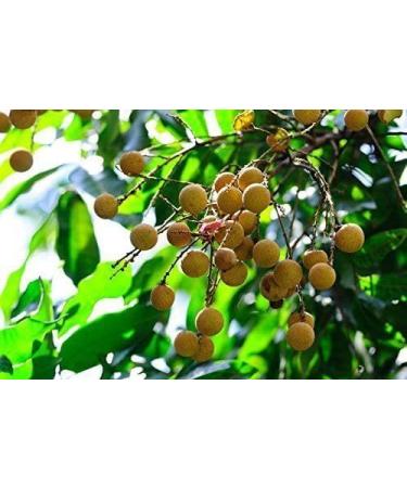 4 Pound (1816 grams) Dried Longan fruit pulp Grade A from Guangdong. - Buy Online on GoSupps.com